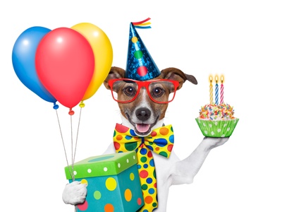 Hund feiert Geburtstag mit Ballons, Cupcake und Geschenk